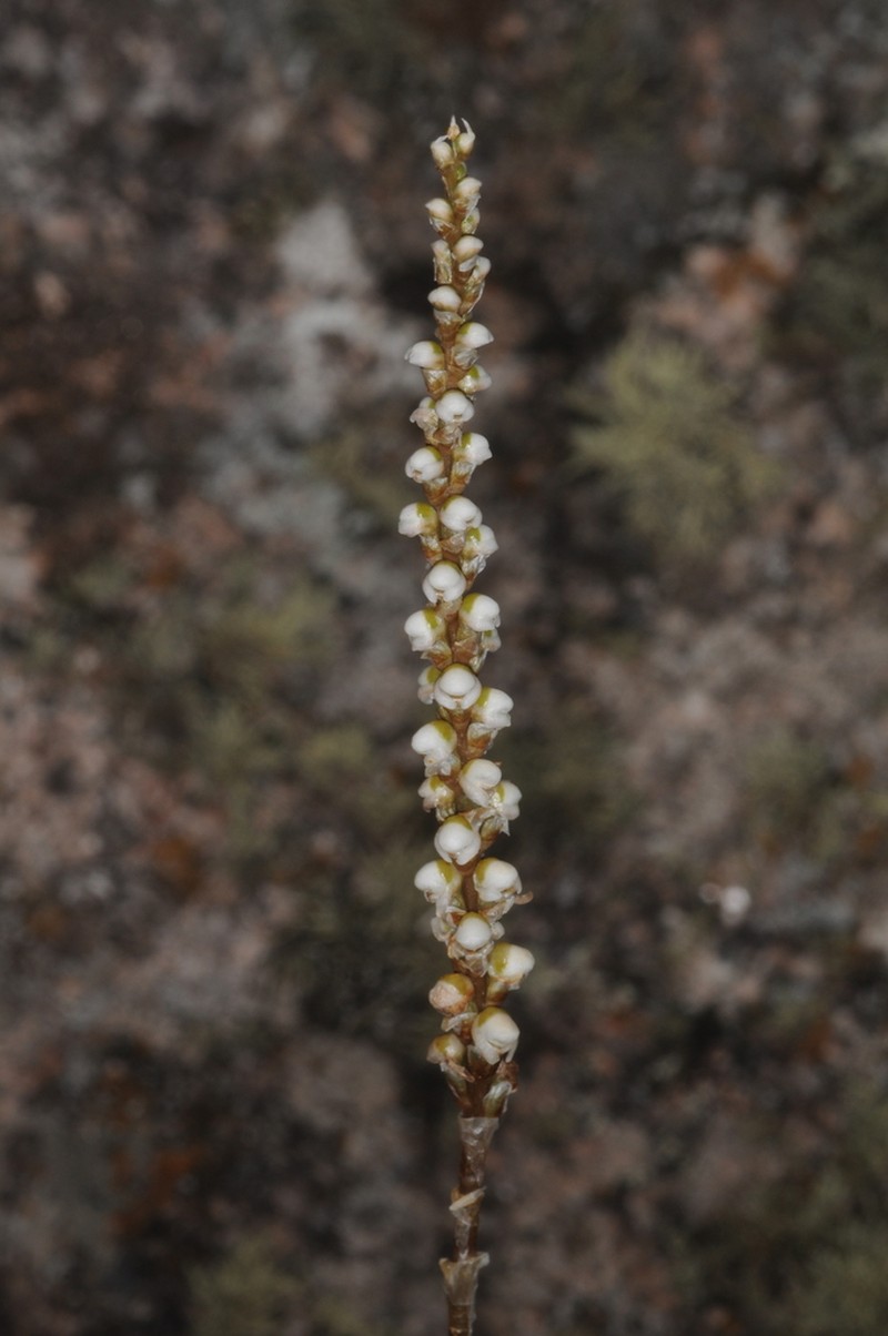 Aa achalensis photo 2