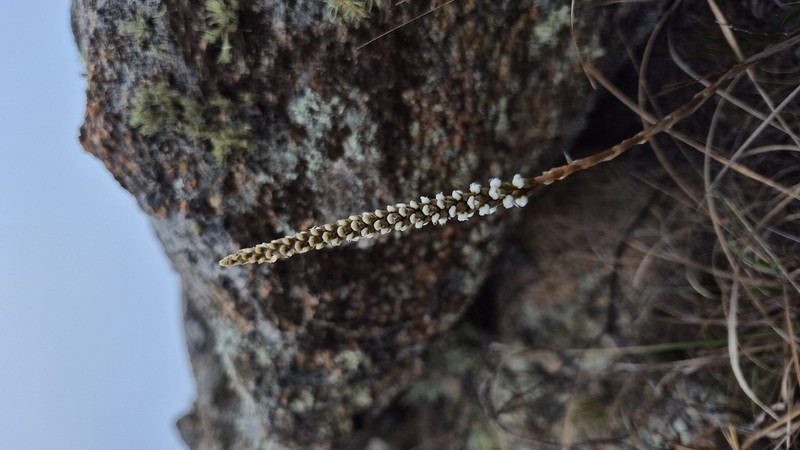 Aa achalensis photo 3