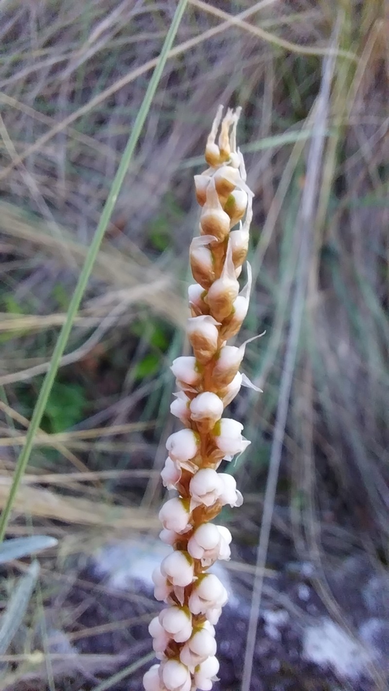 Aa achalensis photo 4