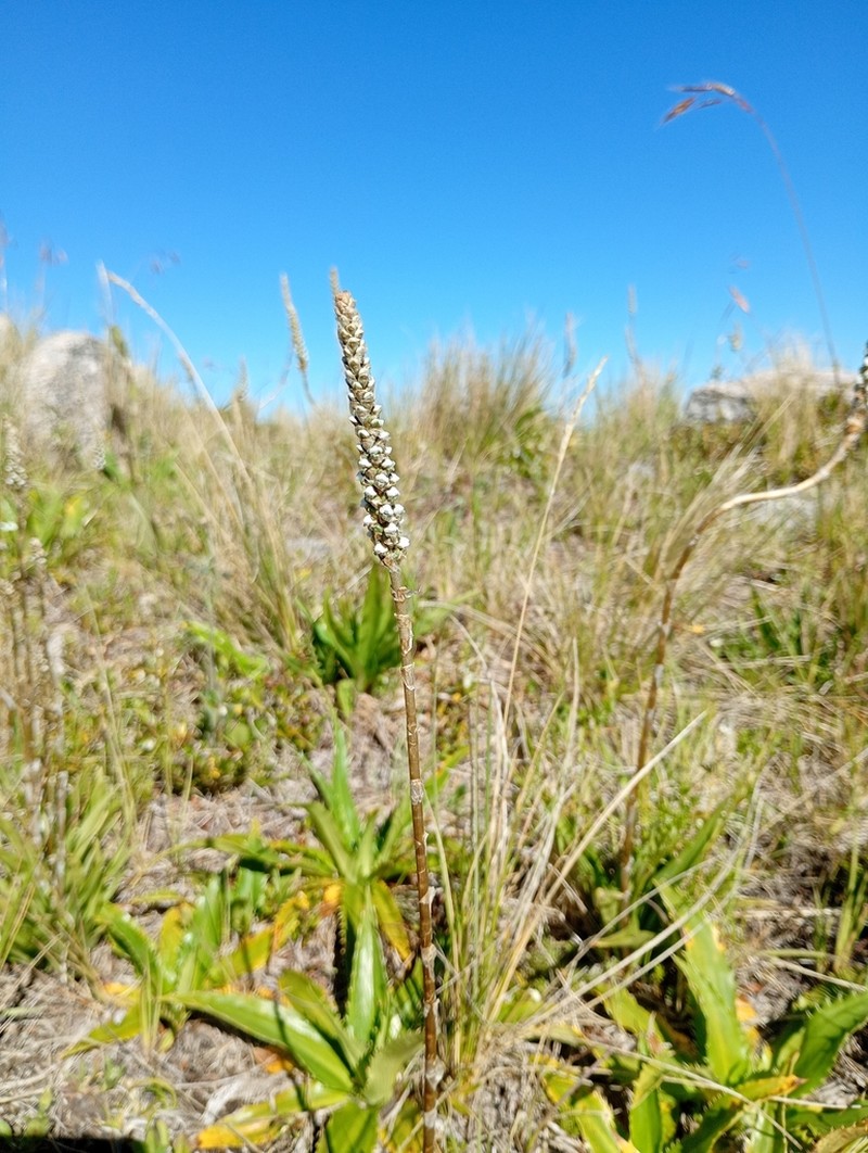 Aa achalensis photo 5