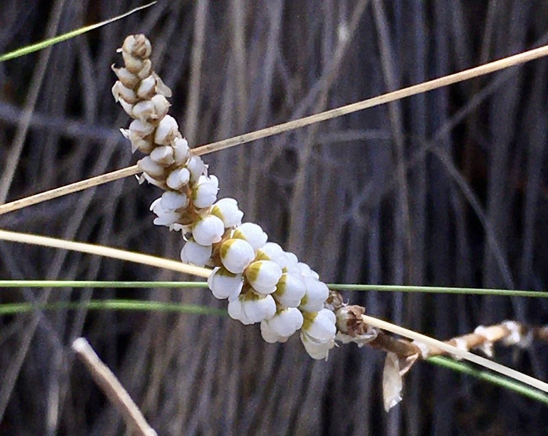 Aa achalensis photo 6