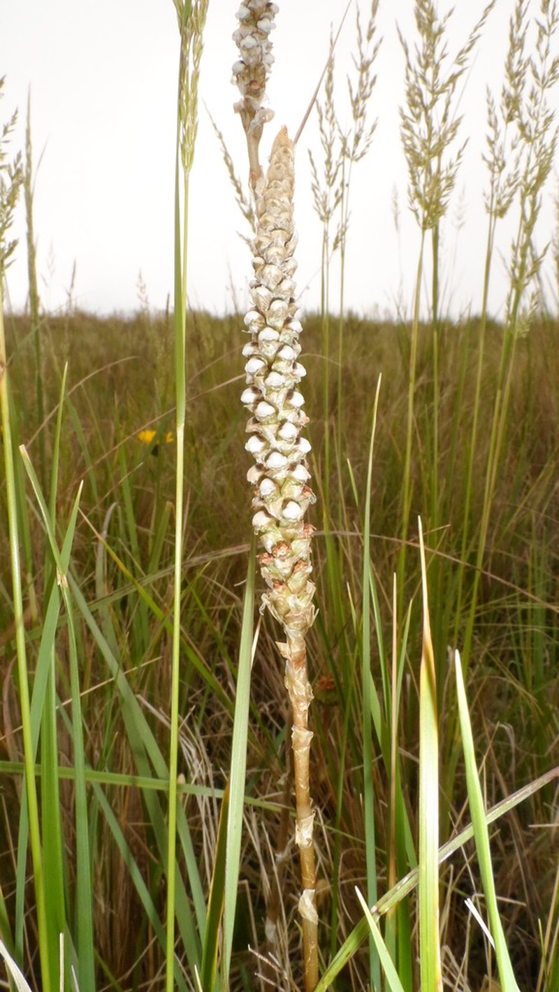 Aa achalensis photo 7
