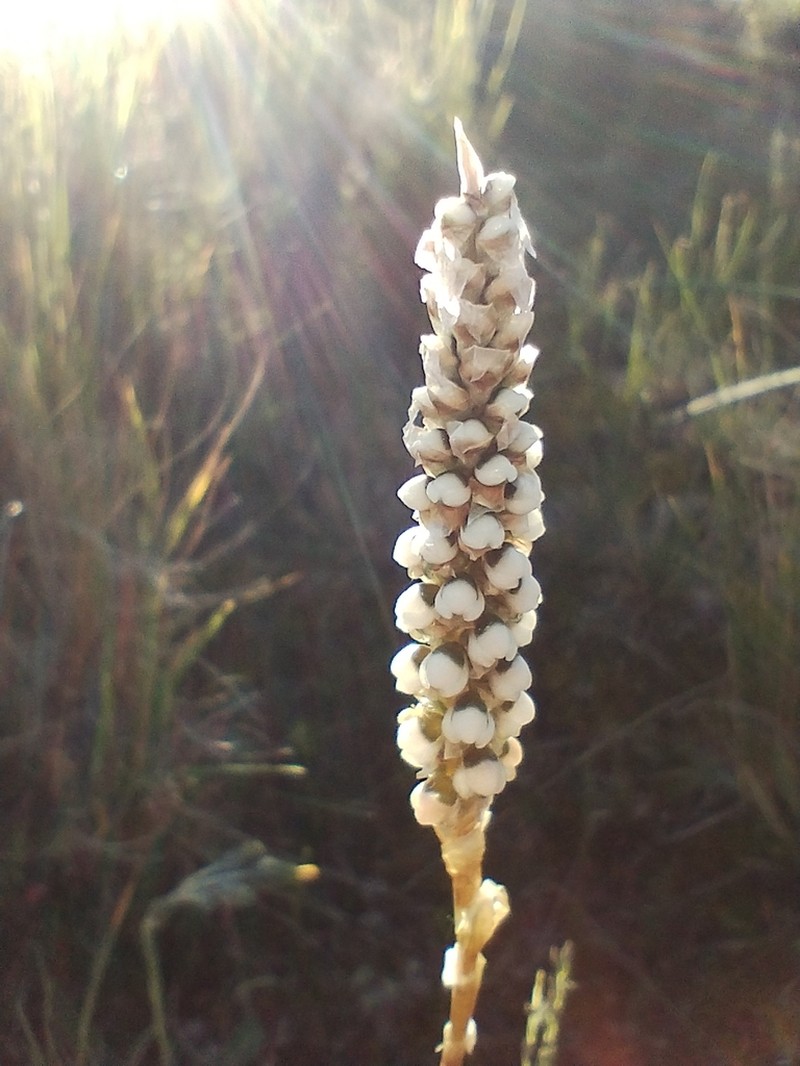 Aa achalensis photo 8