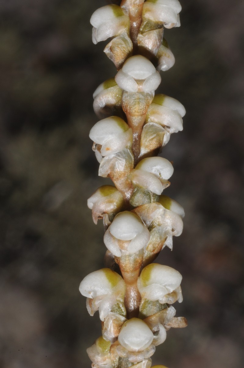 Aa achalensis