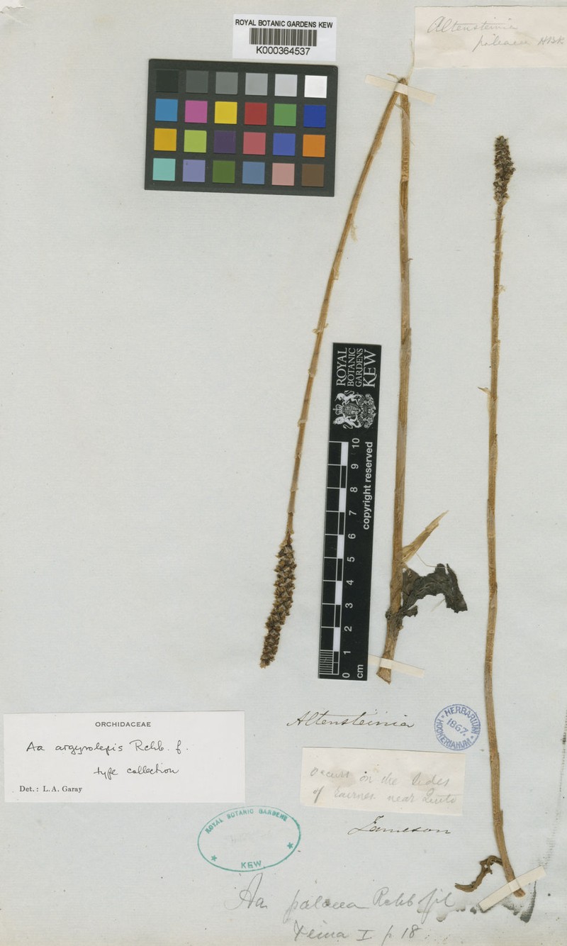Aa argyrolepis
