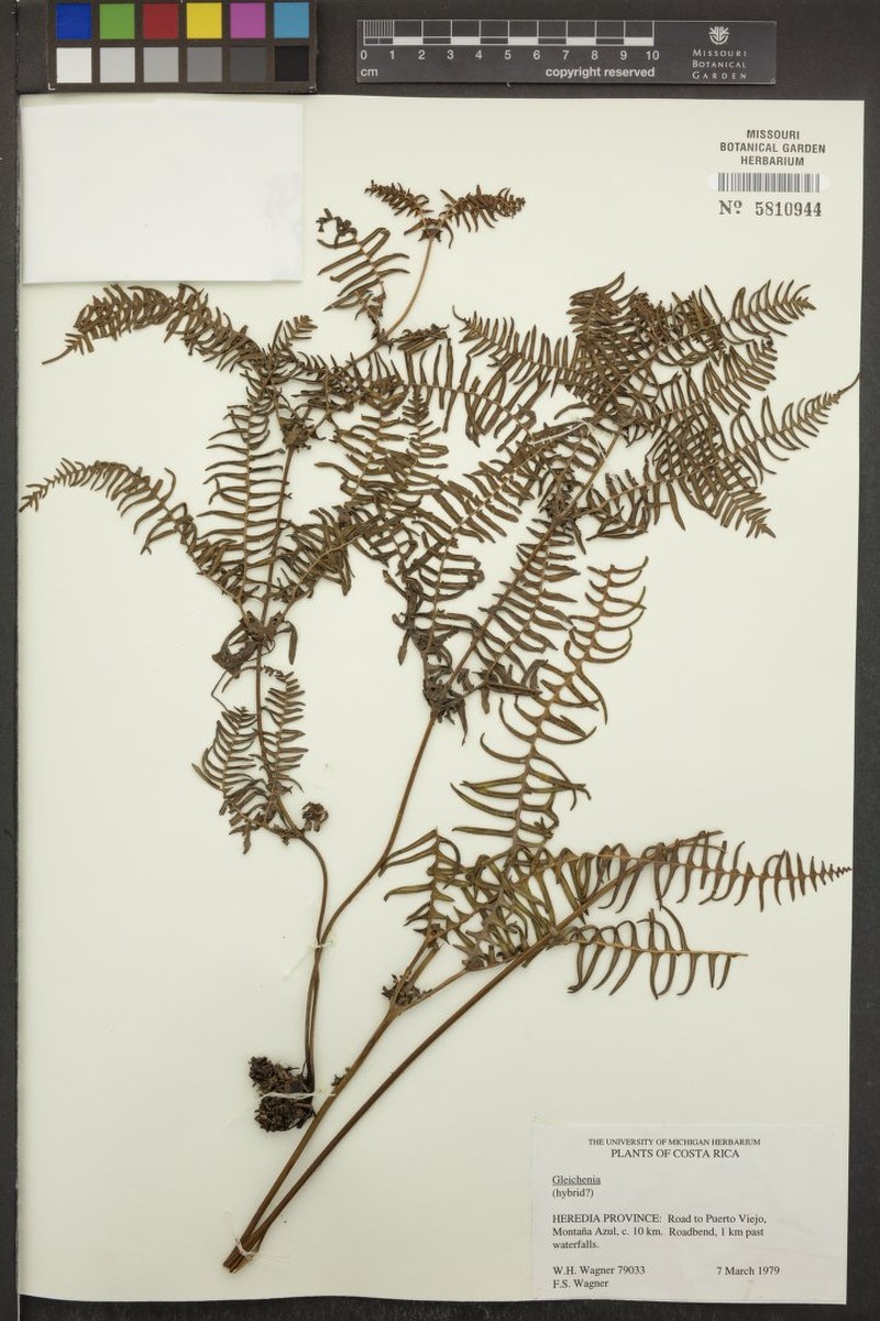 Aa argyrolepis photo 2