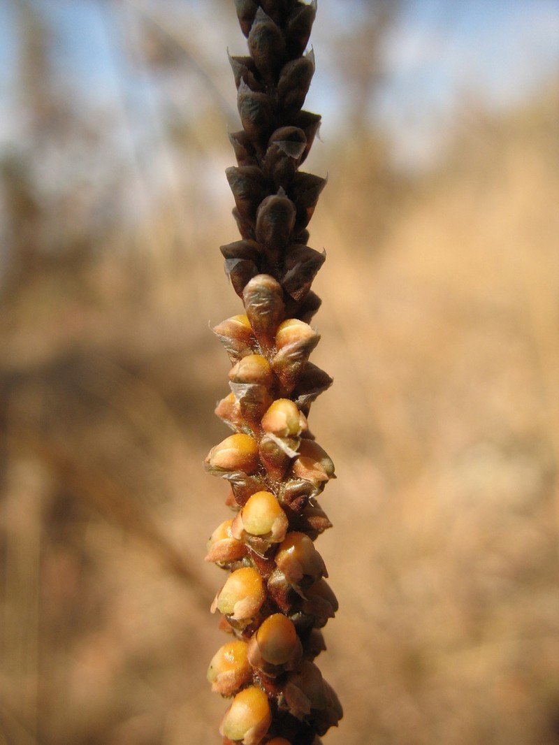 Aa aurantiaca