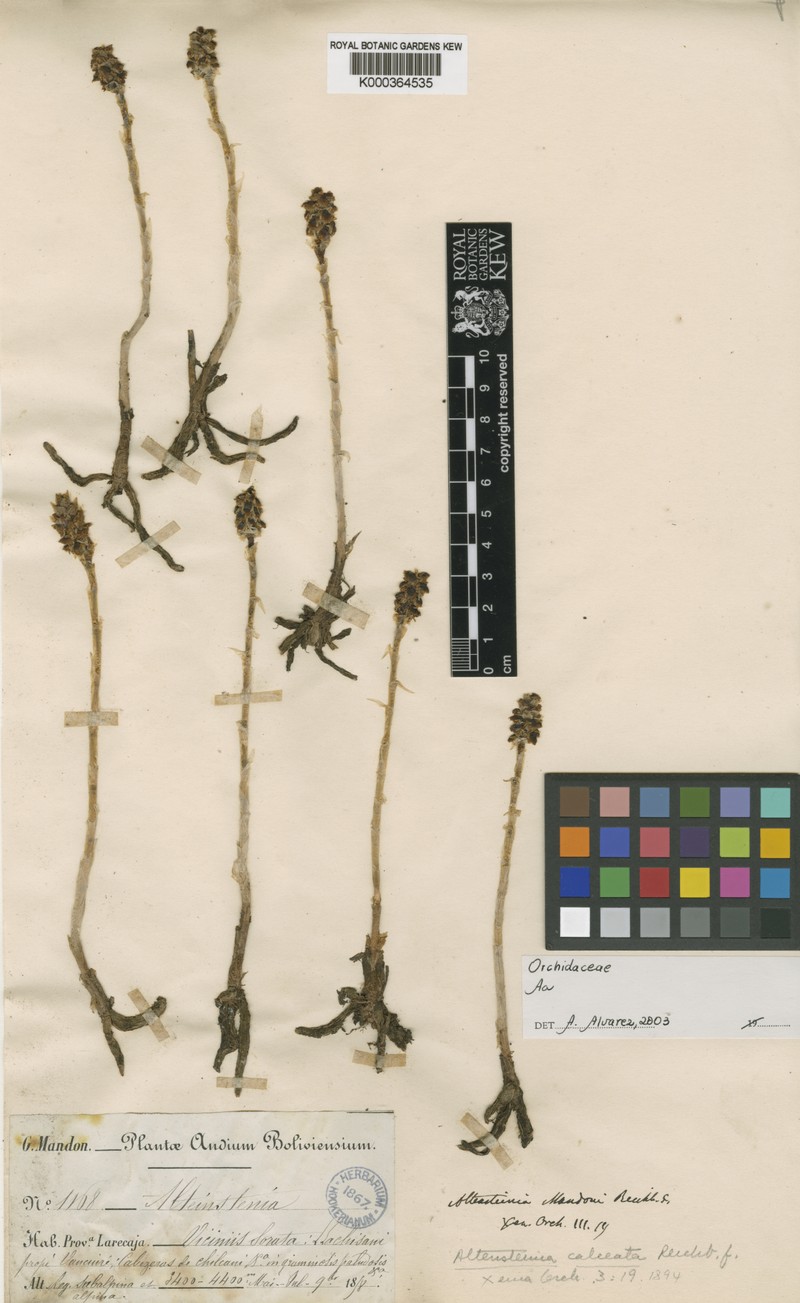 Aa calceata