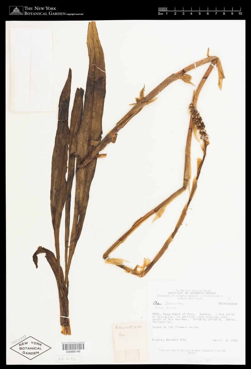 Aa leucantha