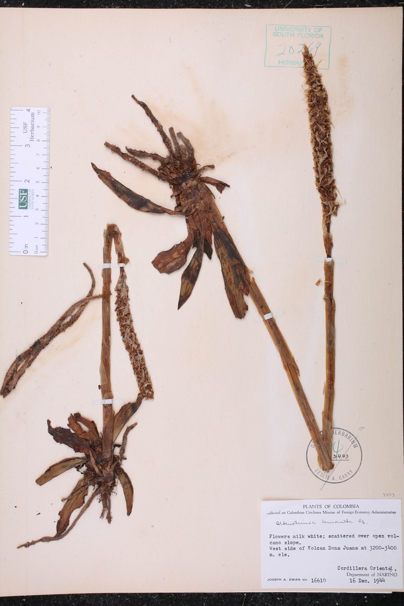 Aa leucantha photo 2