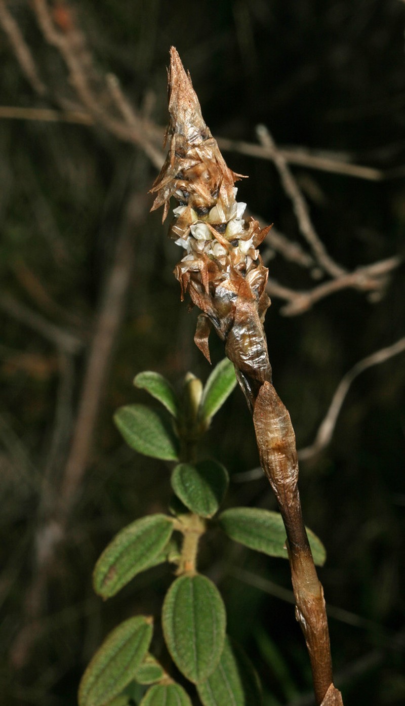 Aa maderoi photo 3