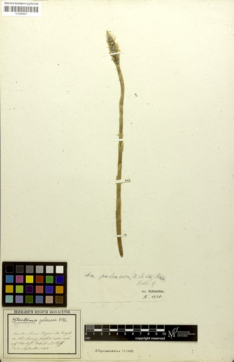 Aa paleacea