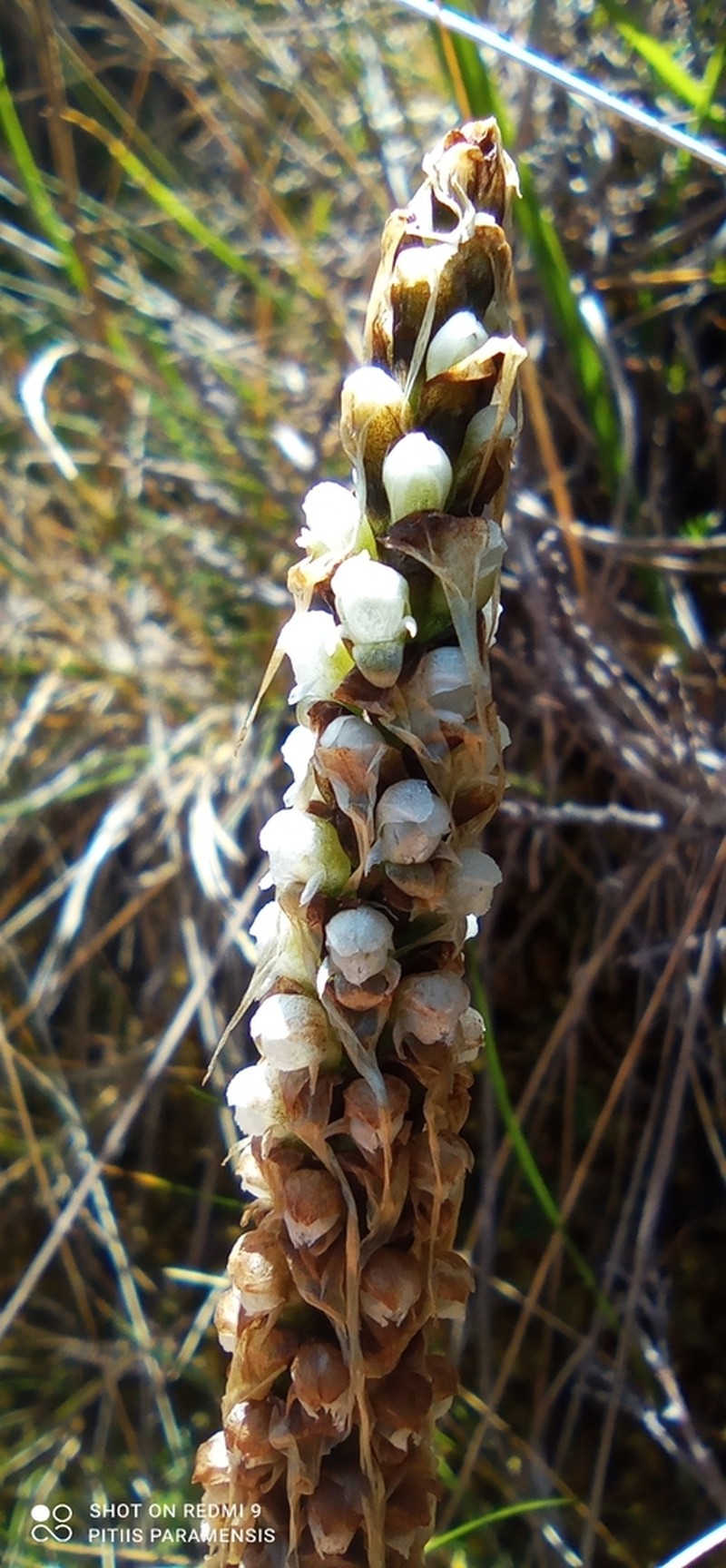 Aa paleacea photo 3