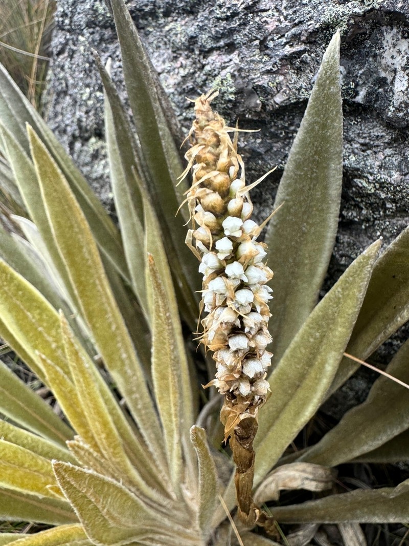 Aa paleacea photo 4