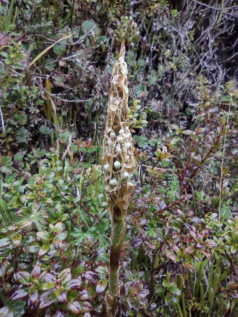 Aa paleacea photo 7