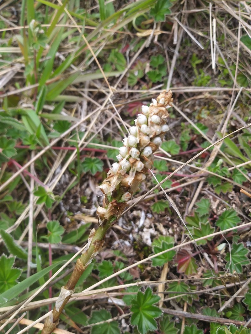 Aa paleacea photo 8