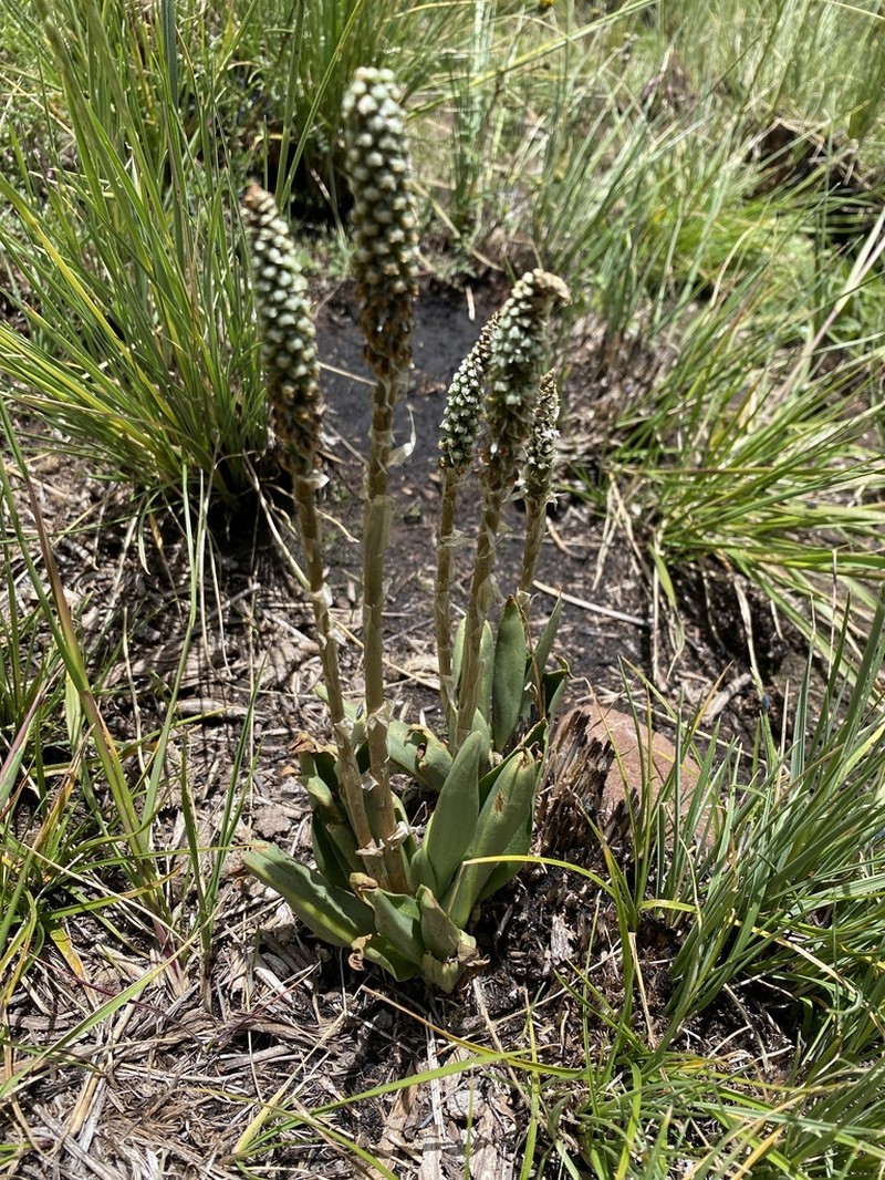 Aa trilobulata
