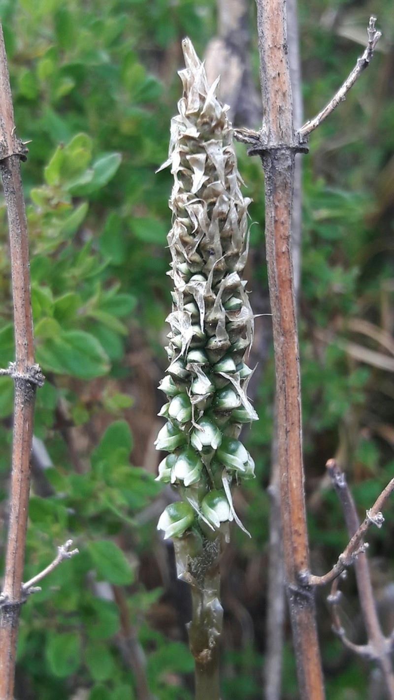 Aa trilobulata photo 2