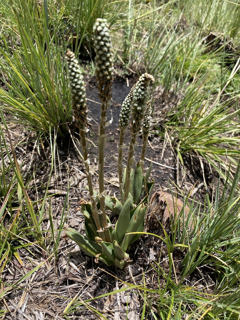 Aa trilobulata photo 3