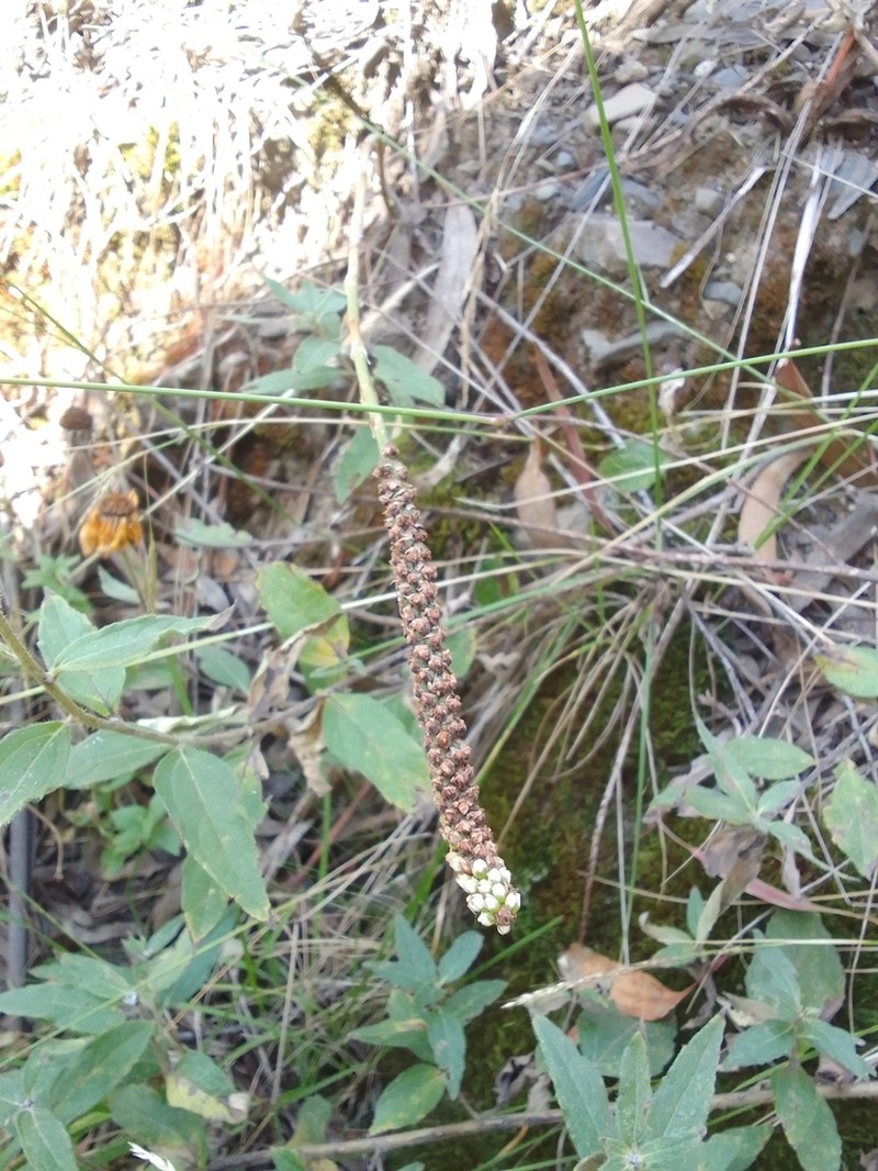 Aa weddelliana photo 2