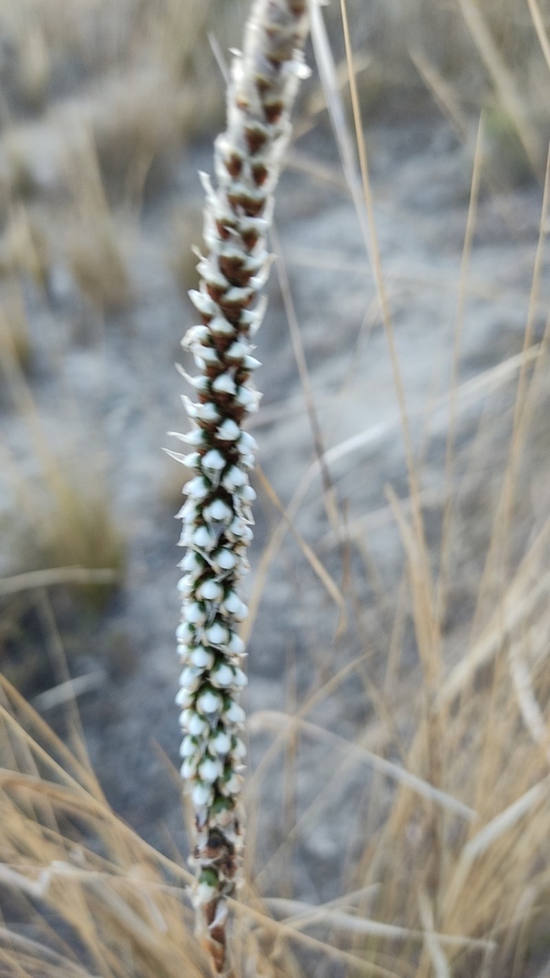 Aa weddelliana photo 3