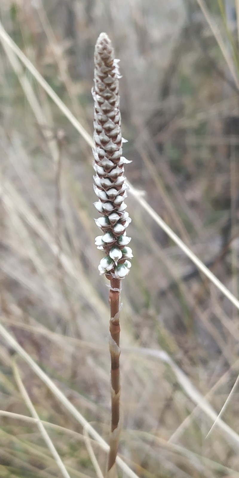 Aa weddelliana photo 4