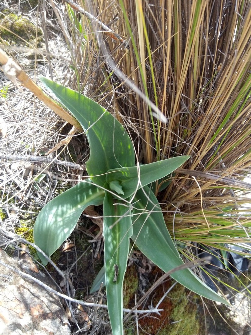 Aa weddelliana photo 5