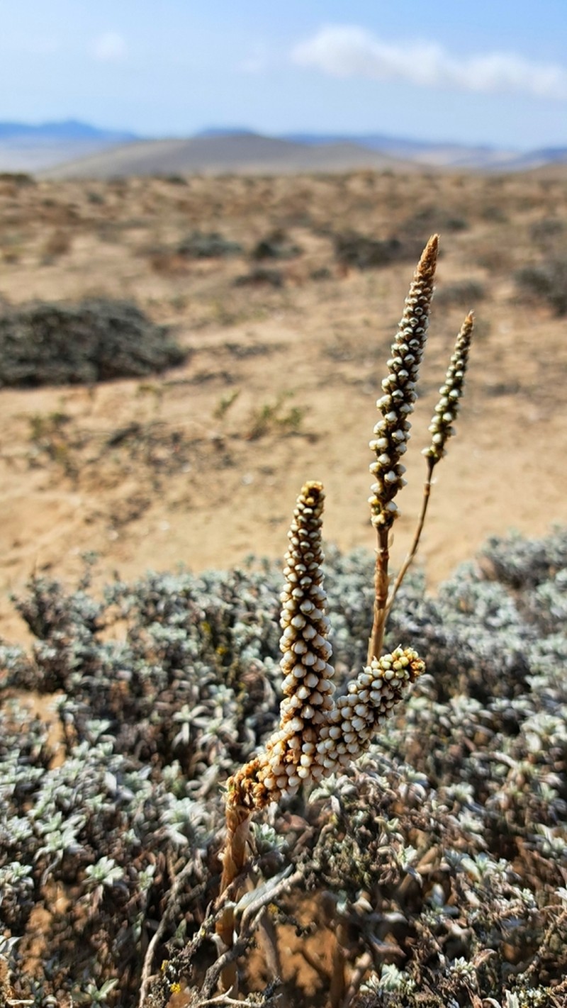 Aa weddelliana photo 8