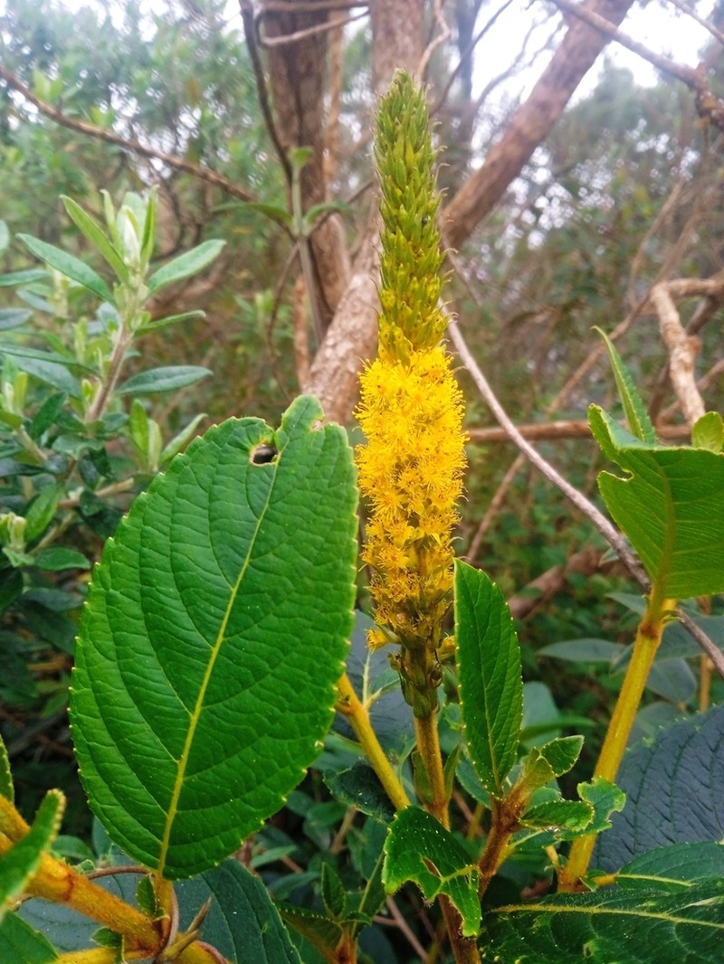 Abatia americana