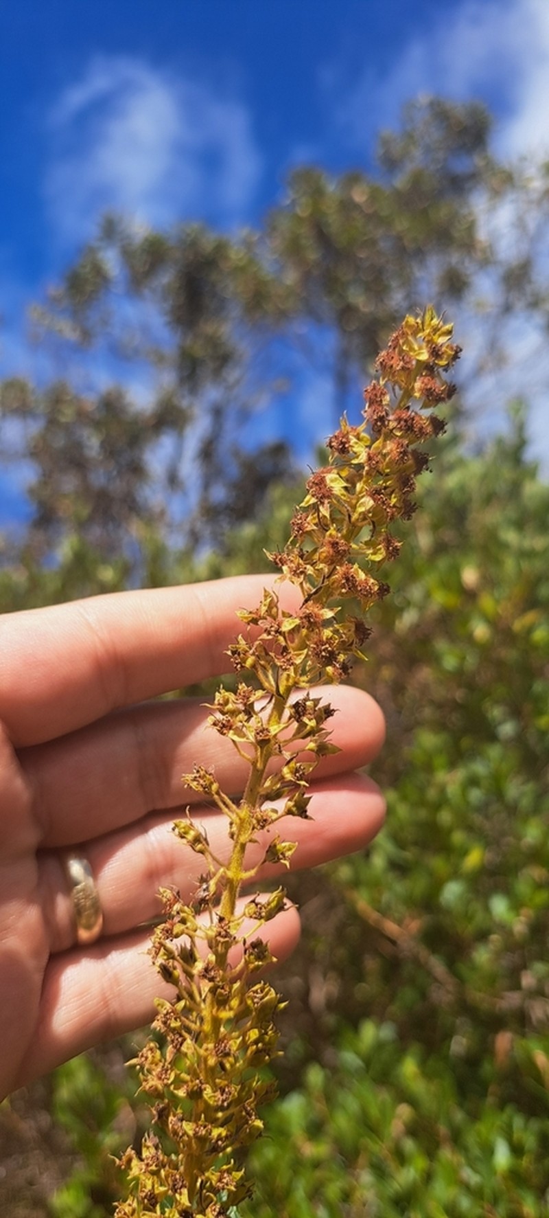 Abatia americana photo 3