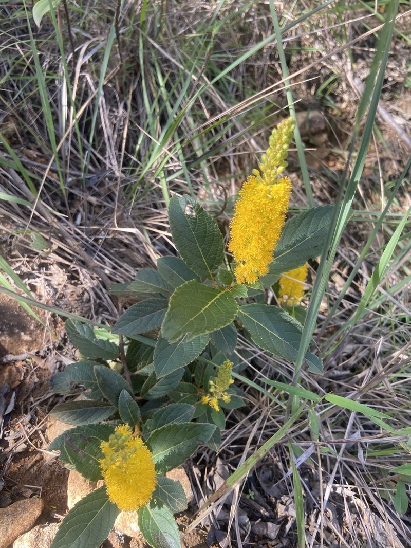 Abatia americana photo 4