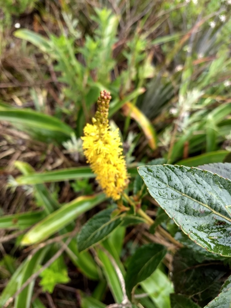 Abatia americana photo 5
