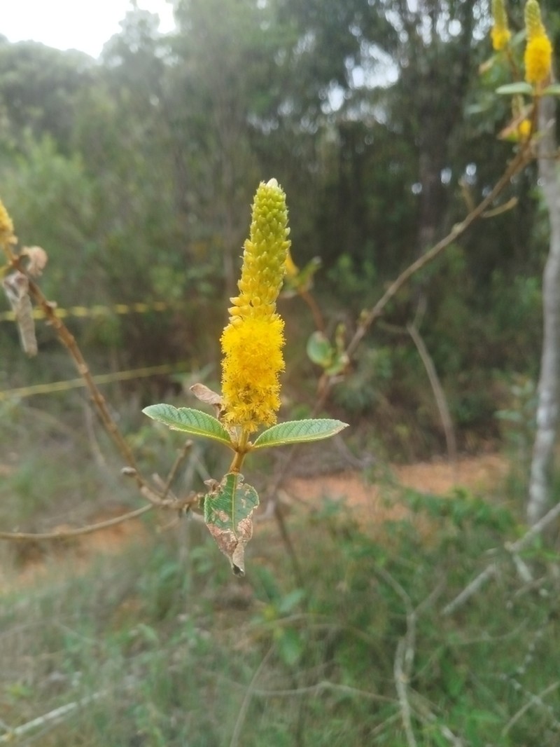 Abatia americana photo 6