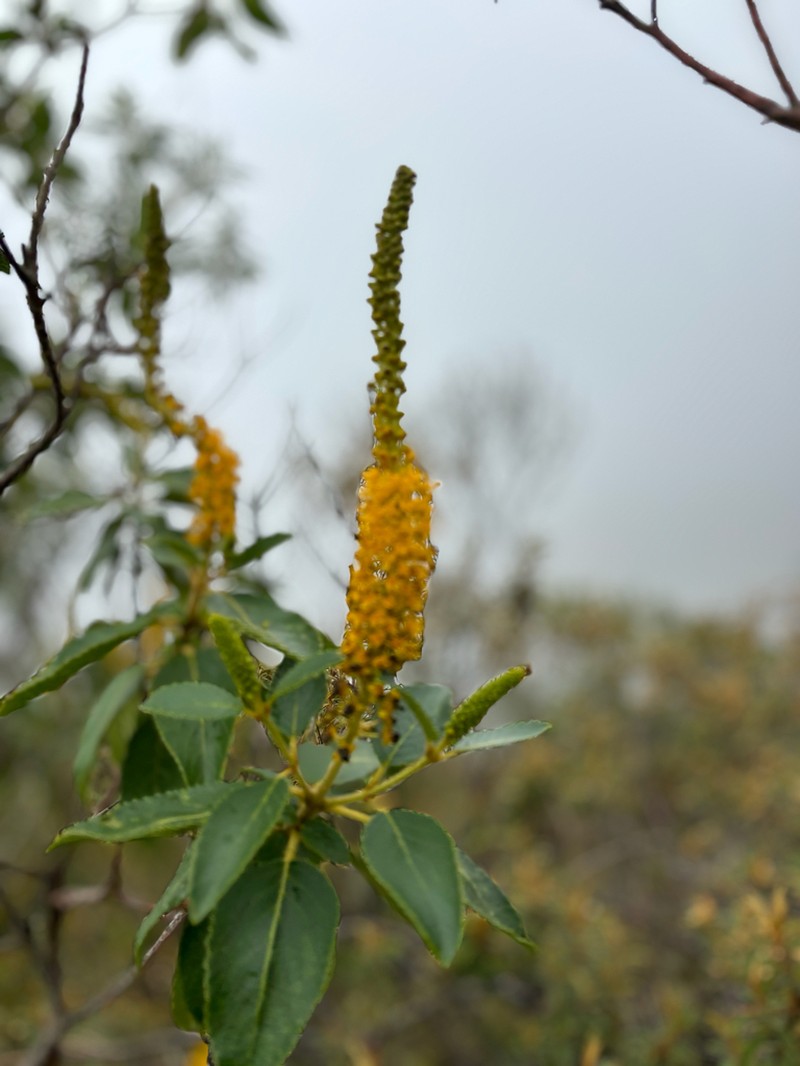 Abatia americana photo 7