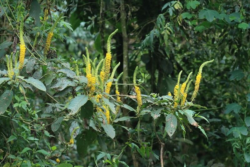 Abatia americana photo 8