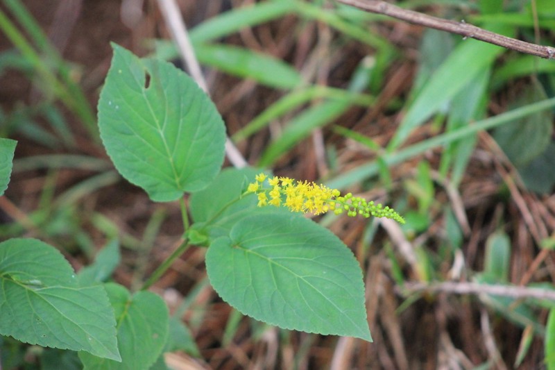 Abatia angeliana