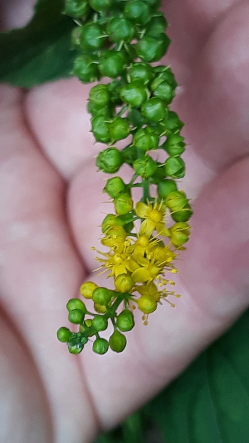 Abatia angeliana photo 2