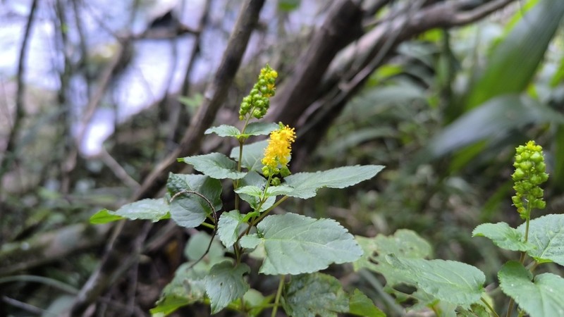 Abatia angeliana photo 3