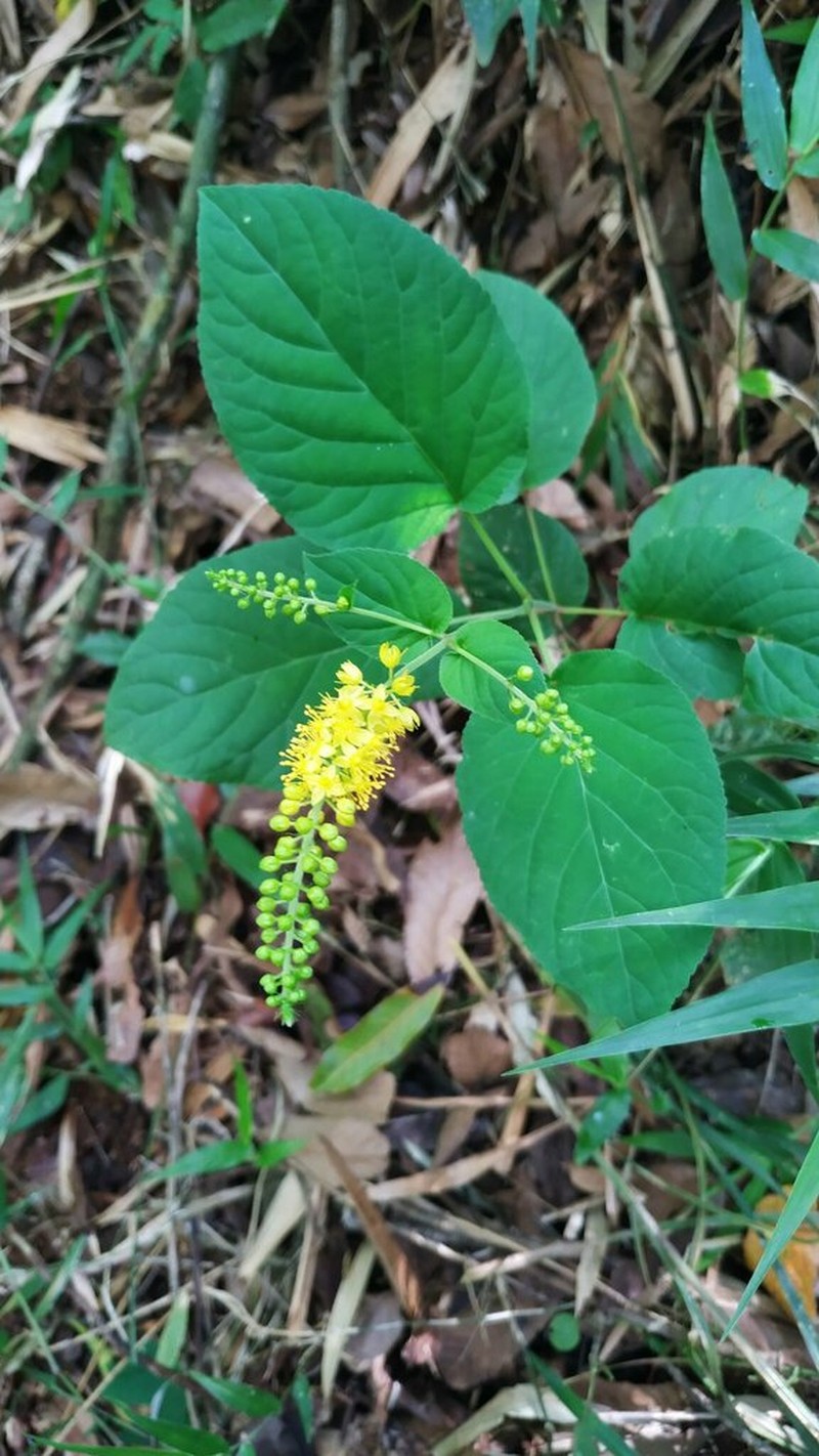 Abatia angeliana photo 4