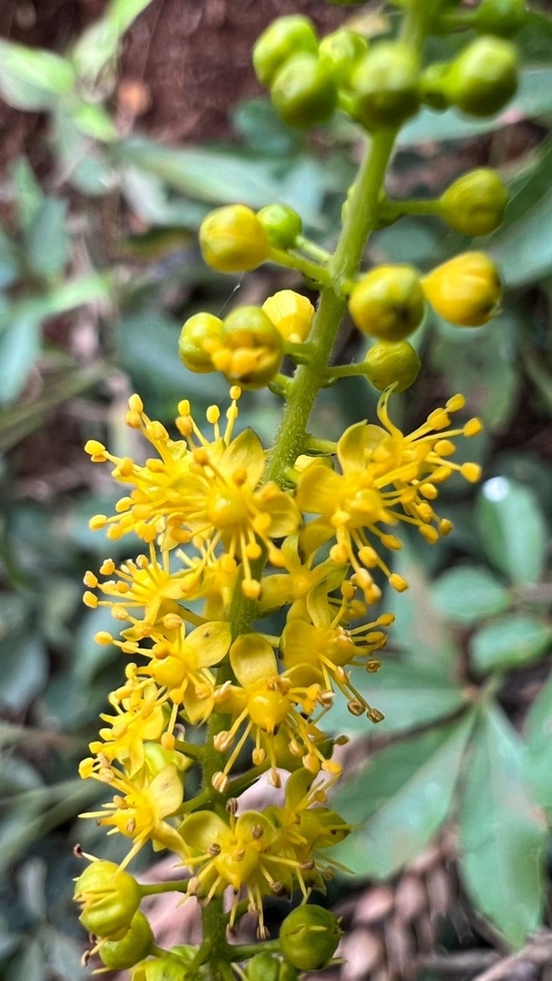 Abatia angeliana photo 5