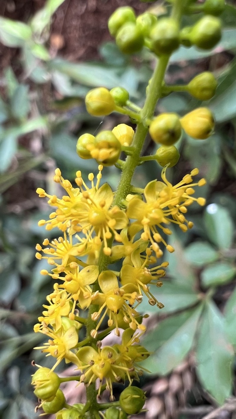 Abatia angeliana photo 6