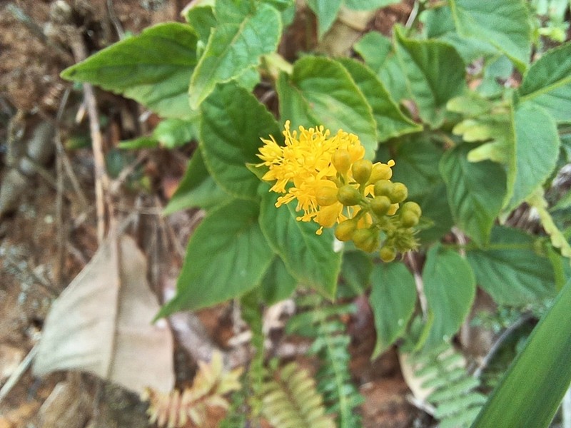 Abatia angeliana photo 7