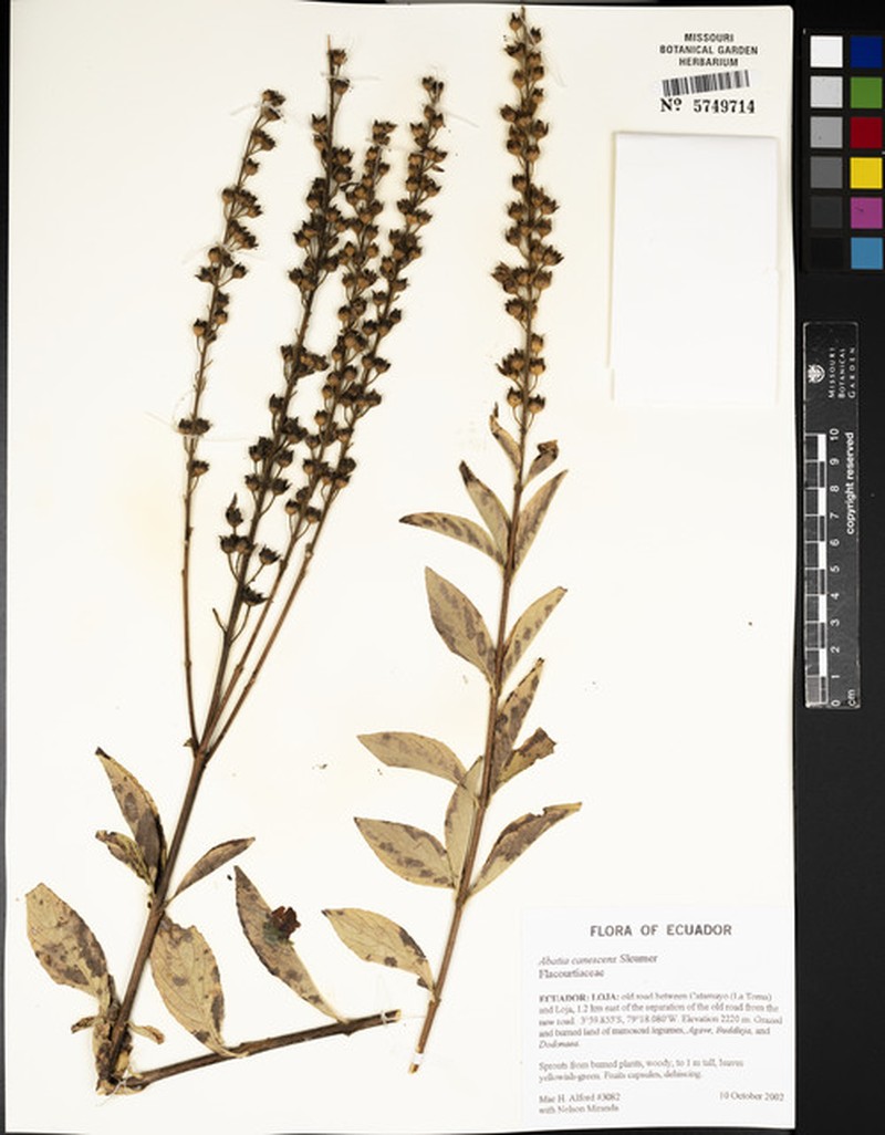 Abatia canescens