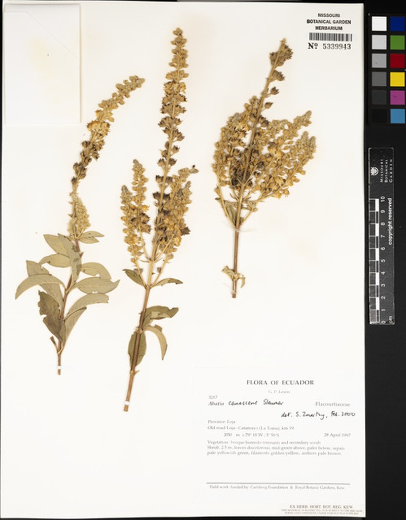 Abatia canescens photo 2