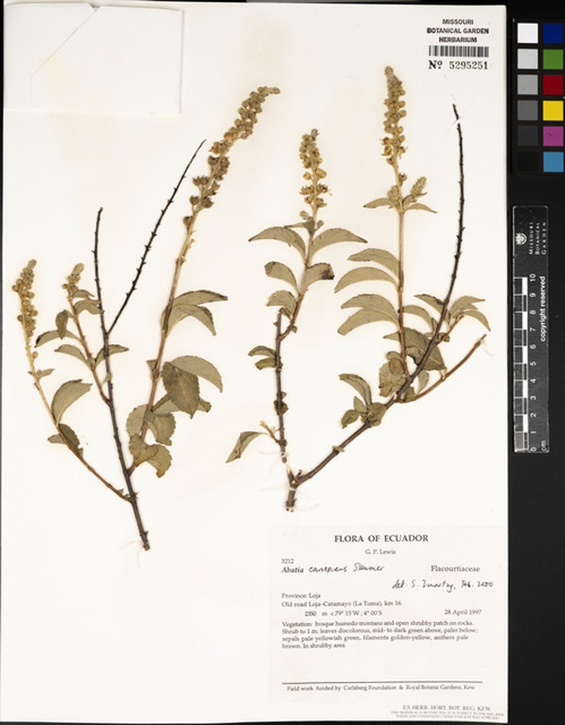 Abatia canescens photo 3