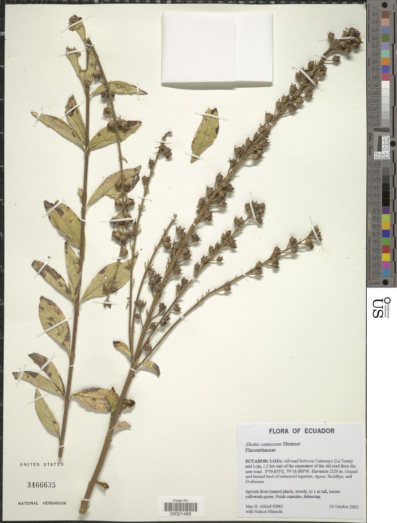 Abatia canescens photo 8