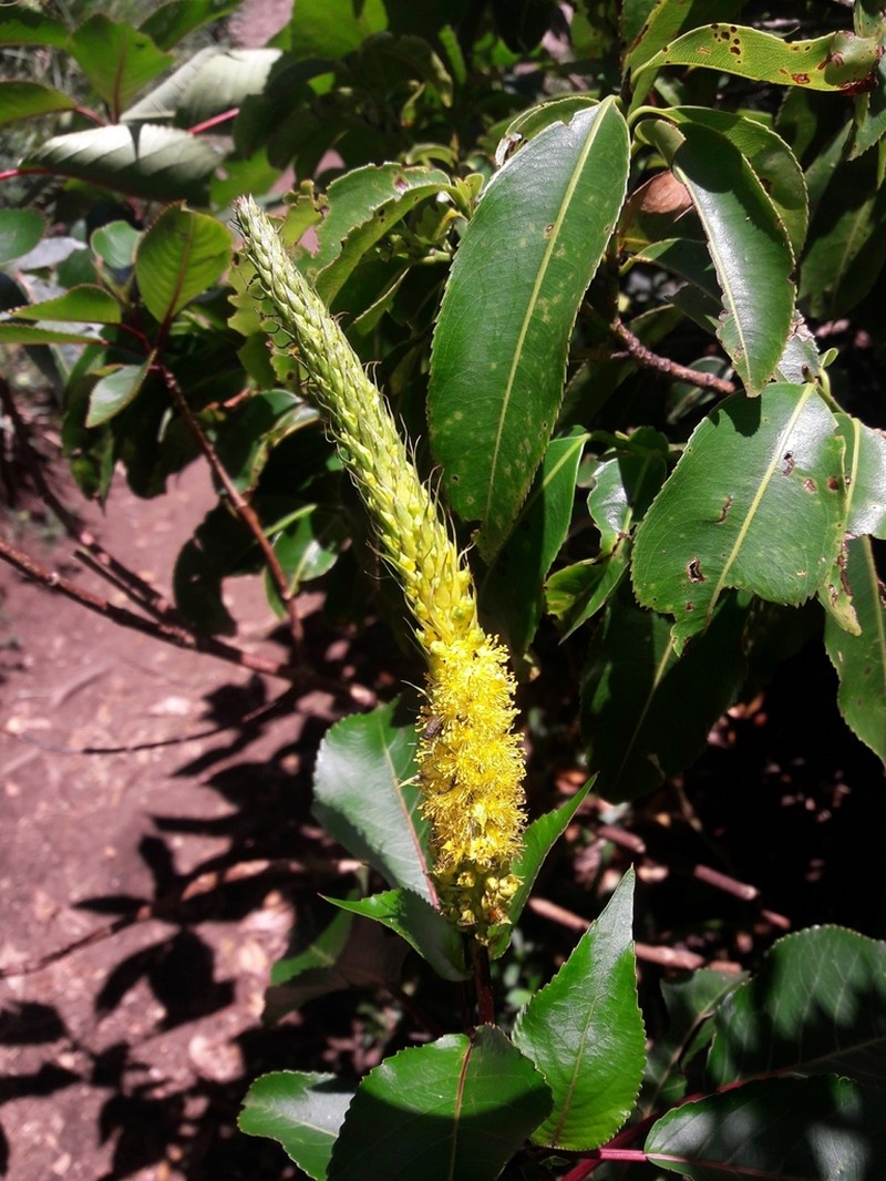 Abatia glabra photo 2