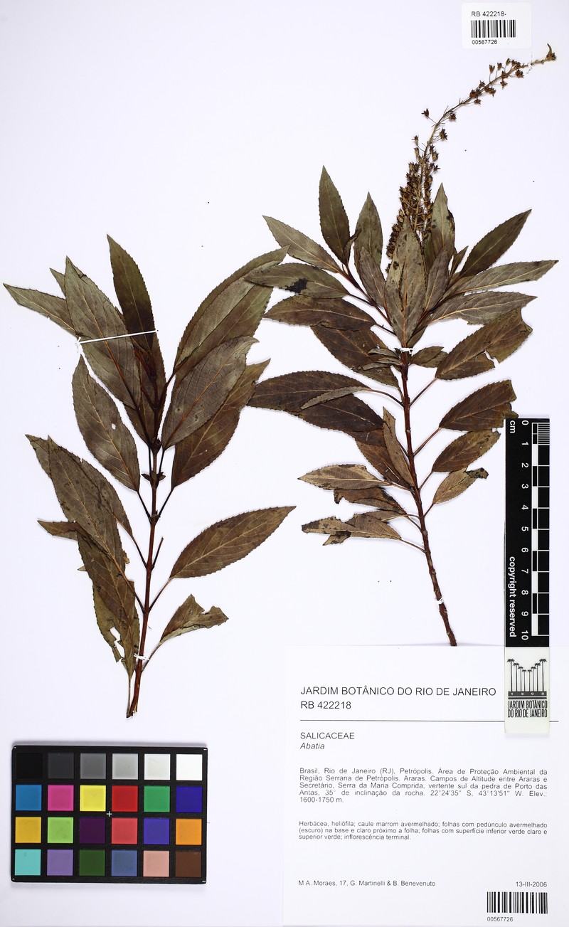 Abatia glabra photo 3