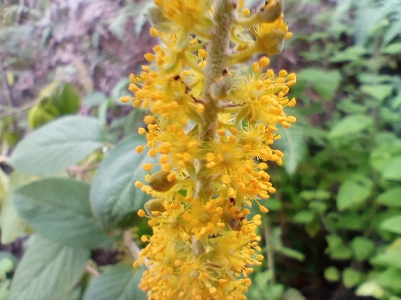 Abatia mexicana