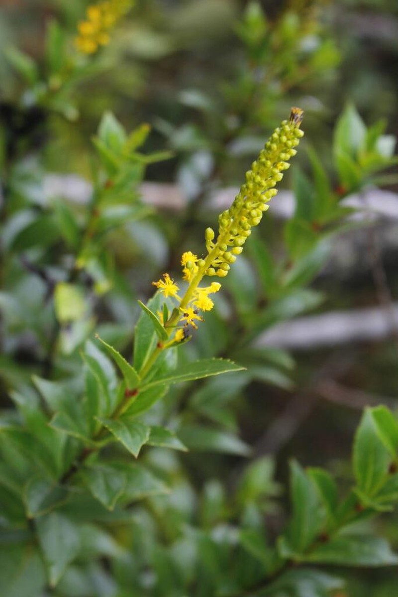 Abatia microphylla